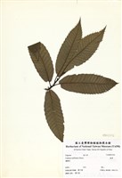 藏品(板栗)的圖片